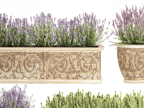 Collezione fiori rosmarino lavanda cespuglio classici vasi da esterno Modello 3D
