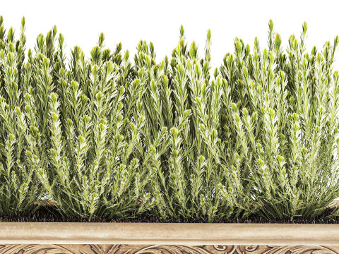 Collezione fiori rosmarino lavanda cespuglio classici vasi da esterno Modello 3D