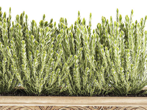 Collection flowers rosemary lavender bush classic outdoor vases 3D Model