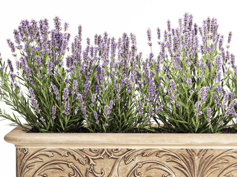 Collezione fiori rosmarino lavanda cespuglio classici vasi da esterno Modello 3D