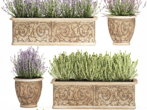 Collezione fiori rosmarino lavanda cespuglio classici vasi da esterno Modello 3D