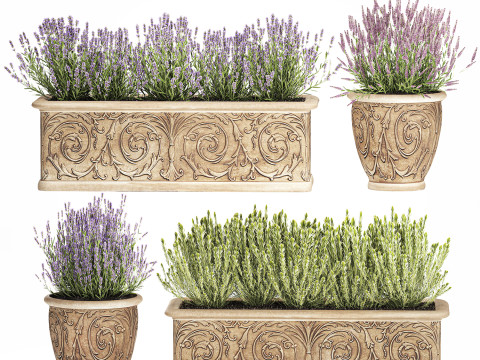 Collezione fiori rosmarino lavanda cespuglio classici vasi da esterno Modello 3D