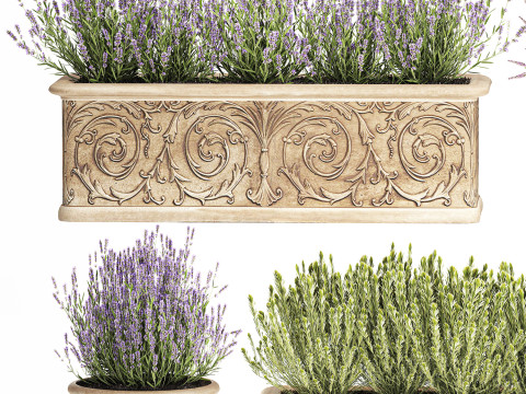 Collezione fiori rosmarino lavanda cespuglio classici vasi da esterno Modello 3D