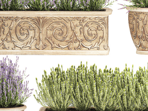 Collezione fiori rosmarino lavanda cespuglio classici vasi da esterno Modello 3D
