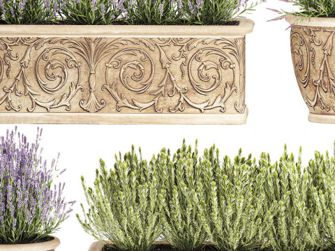 Collection flowers rosemary lavender bush classic outdoor vases 3D Model