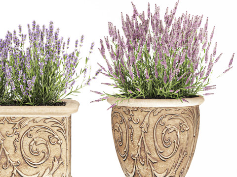 Collezione fiori rosmarino lavanda cespuglio classici vasi da esterno Modello 3D
