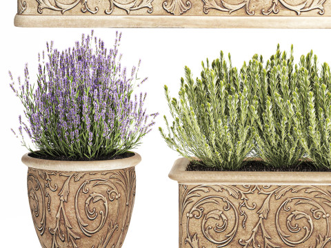 Collezione fiori rosmarino lavanda cespuglio classici vasi da esterno Modello 3D