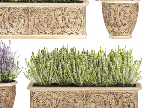 Collezione fiori rosmarino lavanda cespuglio classici vasi da esterno Modello 3D