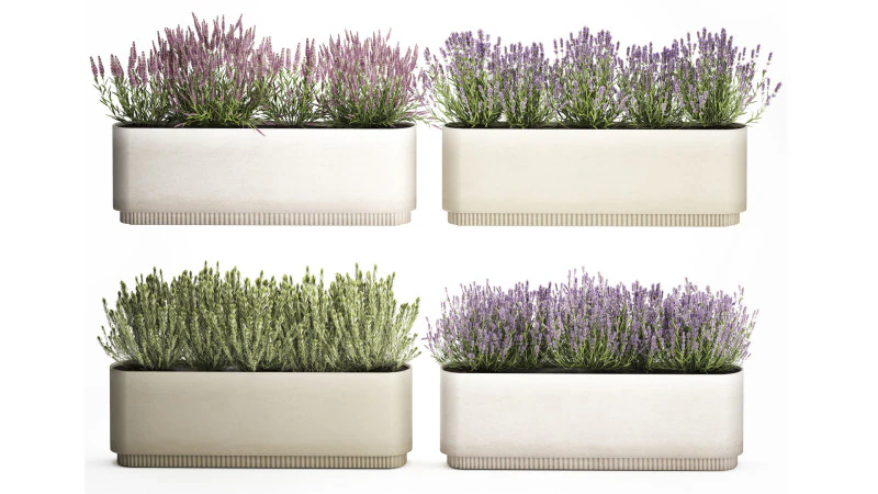 야생화 덤불 화분 로즈마리 라벤더 세트 장식 3D 모델 .c4d .max .obj .3ds .fbx .stl .blend 