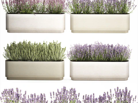 야생화 덤불 화분 로즈마리 라벤더 세트 장식 3D 모델