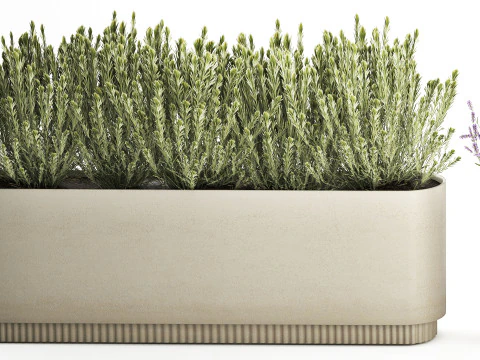 야생화 덤불 화분 로즈마리 라벤더 세트 장식 3D 모델