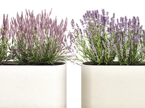 야생화 덤불 화분 로즈마리 라벤더 세트 장식 3D 모델