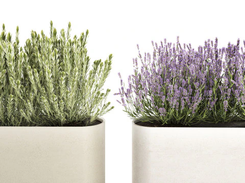 야생화 덤불 화분 로즈마리 라벤더 세트 장식 3D 모델