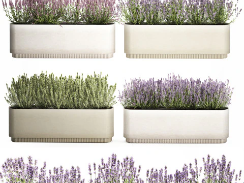 야생화 덤불 화분 로즈마리 라벤더 세트 장식 3D 모델
