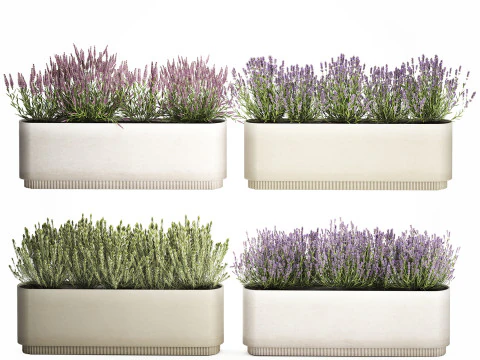 야생화 덤불 화분 로즈마리 라벤더 세트 장식 3D 모델