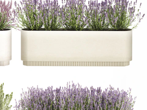 야생화 덤불 화분 로즈마리 라벤더 세트 장식 3D 모델