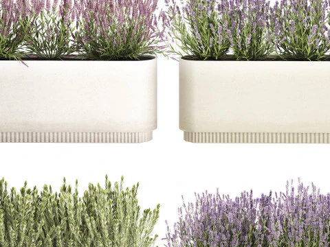 야생화 덤불 화분 로즈마리 라벤더 세트 장식 3D 모델