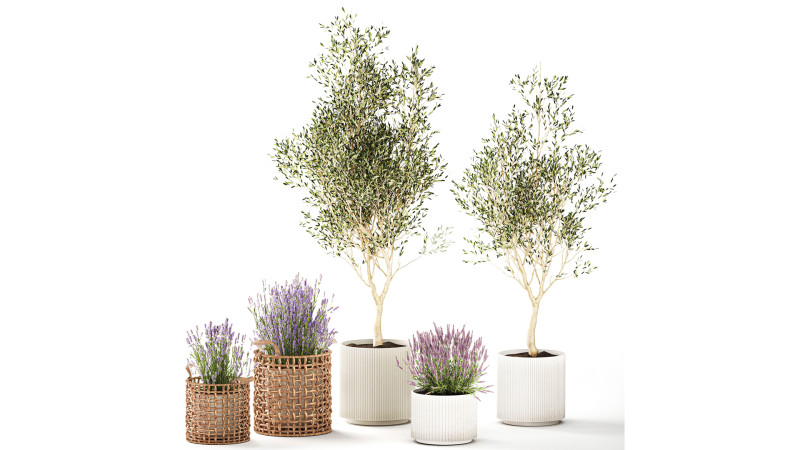 Piante da fiori in cestini vasi ulivo lavanda decoro Modello 3D .c4d .max .obj .3ds .fbx .stl .blend 