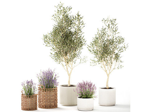 Plants flower bush in baskets pots olive tree lavender decor 3D Model