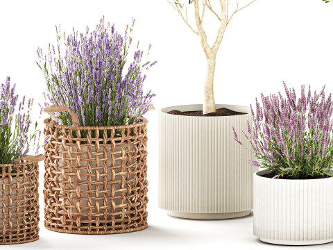 Piante da fiori in cestini vasi ulivo lavanda decoro Modello 3D