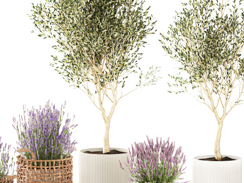 Piante da fiori in cestini vasi ulivo lavanda decoro Modello 3D