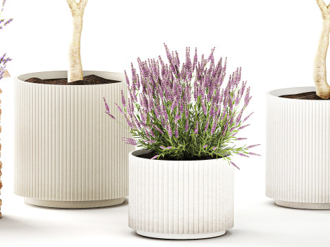 Piante da fiori in cestini vasi ulivo lavanda decoro Modello 3D