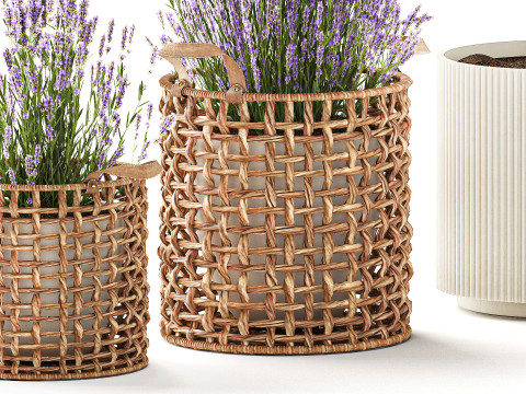 Piante da fiori in cestini vasi ulivo lavanda decoro Modello 3D