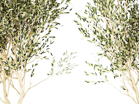 Piante da fiori in cestini vasi ulivo lavanda decoro Modello 3D