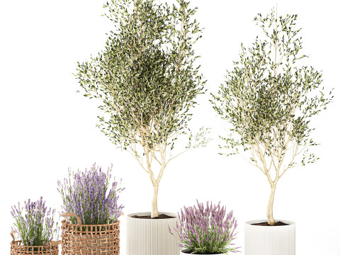 Piante da fiori in cestini vasi ulivo lavanda decoro Modello 3D