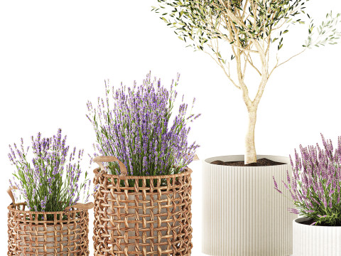 Piante da fiori in cestini vasi ulivo lavanda decoro Modello 3D