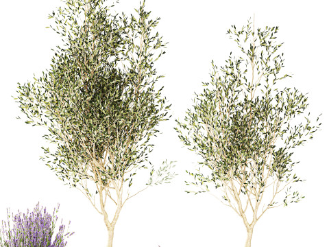 Piante da fiori in cestini vasi ulivo lavanda decoro Modello 3D