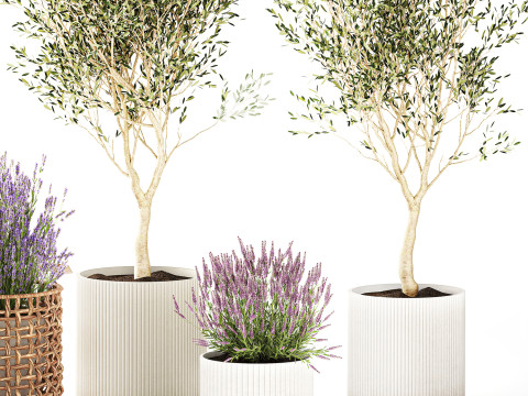 Piante da fiori in cestini vasi ulivo lavanda decoro Modello 3D