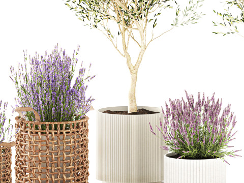 Piante da fiori in cestini vasi ulivo lavanda decoro Modello 3D