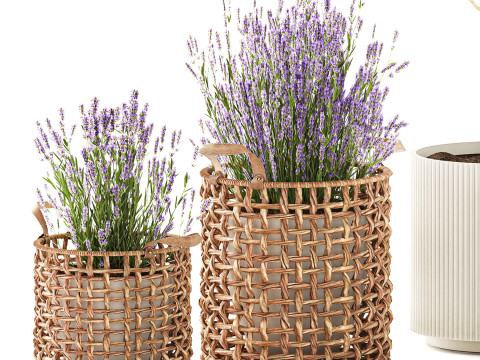 Piante da fiori in cestini vasi ulivo lavanda decoro Modello 3D