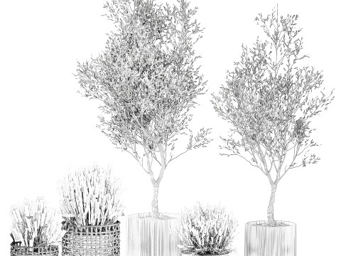 Piante da fiori in cestini vasi ulivo lavanda decoro Modello 3D