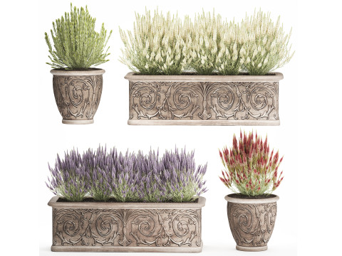 Wildflower bushes classic pot Calluna lavender rosemary set 3D Model