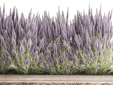 Wildflower bushes classic pot Calluna lavender rosemary set 3D Model