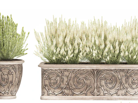Wildflower bushes classic pot Calluna lavender rosemary set 3D Model