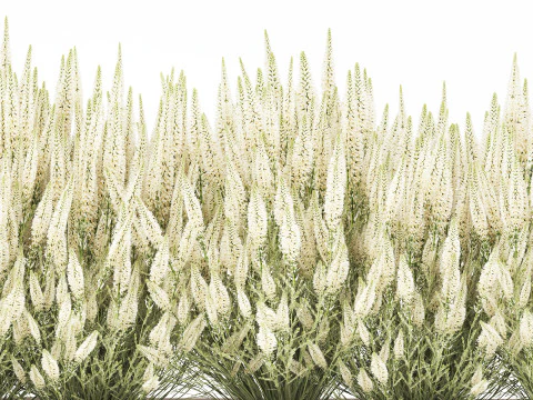 Wildflower bushes classic pot Calluna lavender rosemary set 3D Model