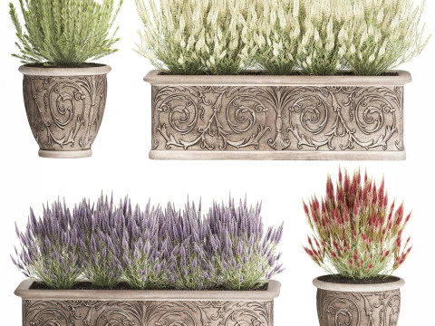 Wildflower bushes classic pot Calluna lavender rosemary set 3D Model