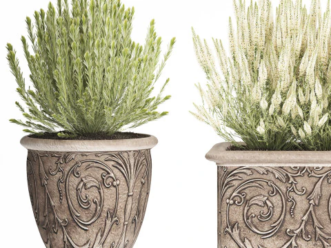 Wildflower bushes classic pot Calluna lavender rosemary set 3D Model