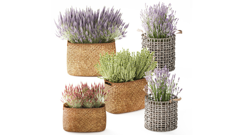 Conjunto Arbustos Flores Cestas Calluna Lavanda Alecrim decoração Modelo 3D .c4d .max .obj .3ds .fbx .stl .blend