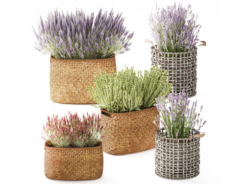 Set Arbustos Flores Cestas Calluna Lavanda Romero decoraci&oacute;n Modelo 3D
