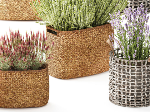 Conjunto Arbustos Flores Cestas Calluna Lavanda Alecrim decora&ccedil;&atilde;o Modelo 3D