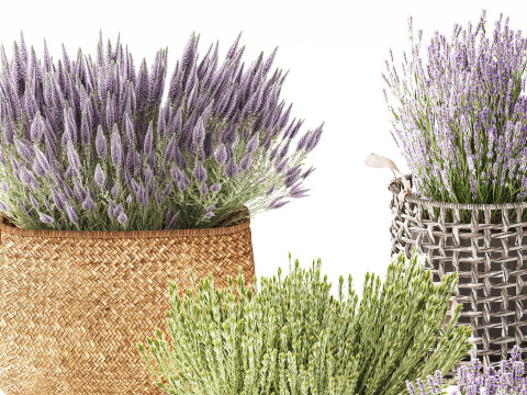 Conjunto Arbustos Flores Cestas Calluna Lavanda Alecrim decora&ccedil;&atilde;o Modelo 3D