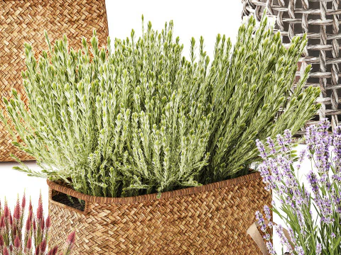 Set Cespugli Fiori Cesti Calluna Lavanda Rosmarino decoro Modello 3D