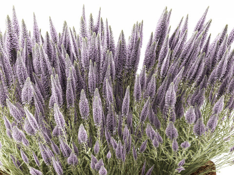 Conjunto Arbustos Flores Cestas Calluna Lavanda Alecrim decora&ccedil;&atilde;o Modelo 3D