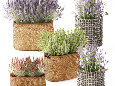 Conjunto Arbustos Flores Cestas Calluna Lavanda Alecrim decora&ccedil;&atilde;o Modelo 3D