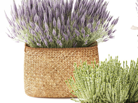 Conjunto Arbustos Flores Cestas Calluna Lavanda Alecrim decora&ccedil;&atilde;o Modelo 3D