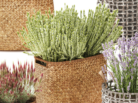 Conjunto Arbustos Flores Cestas Calluna Lavanda Alecrim decora&ccedil;&atilde;o Modelo 3D